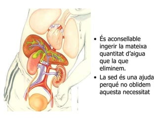És aconsellable ingerir la mateixa quantitat d’aigua que la que eliminem. La sed és una ajuda perqué no oblidem aquesta necessitat  