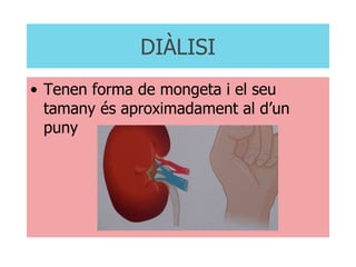 DIÀLISI Tenen forma de mongeta i el seu tamany és aproximadament al d’un puny 