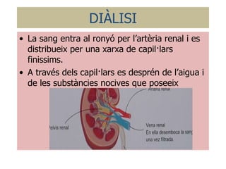 DIÀLISI La sang entra al ronyó per l’artèria renal i es distribueix per una xarxa de capil·lars finissims. A través dels capil·lars es desprén de l’aigua i de les substàncies nocives que poseeix 
