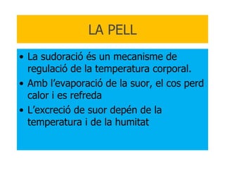 LA PELL La sudoració és un mecanisme de regulació de la temperatura corporal. Amb l’evaporació de la suor, el cos perd calor i es refreda L’excreció de suor depén de la temperatura i de la humitat 