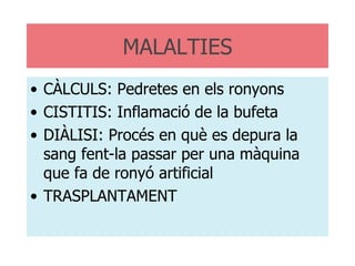 MALALTIES CÀLCULS: Pedretes en els ronyons CISTITIS: Inflamació de la bufeta DIÀLISI: Procés en què es depura la sang fent-la passar per una màquina que fa de ronyó artificial TRASPLANTAMENT  