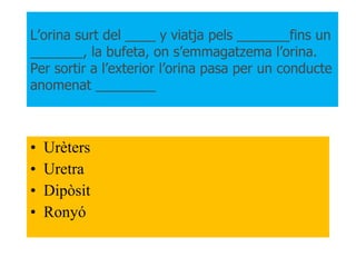 L’orina surt del ____ y viatja pels _______fins un _______, la bufeta, on s’emmagatzema l’orina. Per sortir a l’exterior l’orina pasa per un conducte anomenat ________  Urèters Uretra Dipòsit Ronyó 