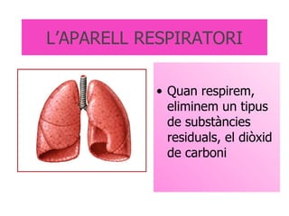L’APARELL RESPIRATORI Quan respirem, eliminem un tipus de substàncies residuals, el diòxid de carboni 