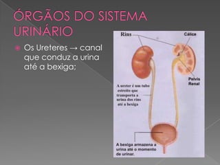 ÓRGÃOS DO SISTEMA URINÁRIO Os Ureteres -> canal que conduz a urina até a bexiga; 