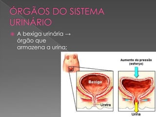 ÓRGÃOS DO SISTEMA URINÁRIO A bexiga urinária -> órgão que armazena a urina; 