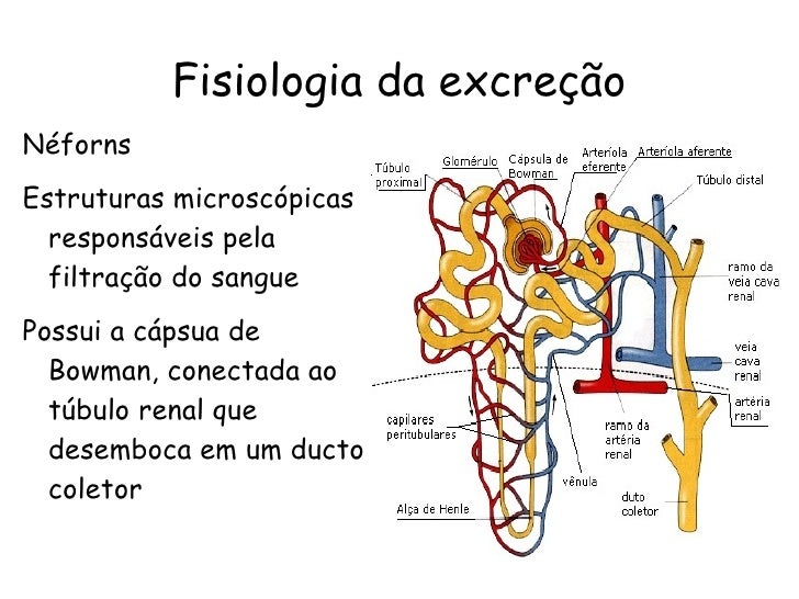 Digestão Respiração Circulação Excreção Participa Da Manutenção Do Organismo