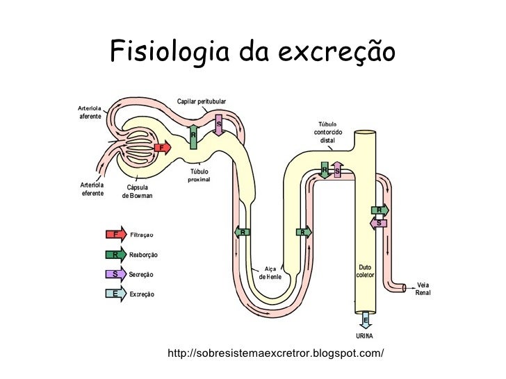 Digestão Respiração Circulação Excreção Participa Da Manutenção Do Organismo