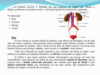 O sistema excretor é formado por um conjunto de órgãos que filtram o
sangue, produzem e excretam a urina - o principal líquido de excreção do organismo.

*Composição
  Rins
  Ureteres
  Bexiga
  Uretra



 -   Rins
        Os rins situam-se na parte dorsal do abdome, logo abaixo do diafragma, um de cada
lado da coluna vertebral, nessa posição estão protegidos pelas últimas costelas e também
por uma camada de gordura. Têm a forma de um grão de feijão enorme e possuem uma
cápsula fibrosa, que protege o córtex - mais externo, e a medula - mais interna.
        Cada rim é formado de tecido conjuntivo, que sustenta e dá forma ao órgão, e por
milhares ou milhões de unidades filtradoras, os néfrons, localizados na região renal.
        O néfron é uma longa estrutura tubular microscópica que possui, em uma das
extremidades, uma expansão em forma de taça, denominada cápsula de Bowman, que se
conecta com o túbulo contorcido proximal, que continua pela alça de Henle e pelo
túbulo contorcido distal; este desemboca em um tubo coletor. São responsáveis pela
filtração do sangue e remoção das excreções.
 