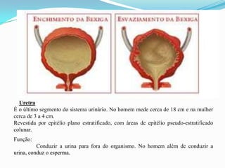 Uretra
É o último segmento do sistema urinário. No homem mede cerca de 18 cm e na mulher
cerca de 3 a 4 cm.
Revestida por epitélio plano estratificado, com áreas de epitélio pseudo-estratificado
colunar.
Função:
          Conduzir a urina para fora do organismo. No homem além de conduzir a
urina, conduz o esperma.
 