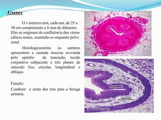 -Ureter

         O s ureteres tem, cada um, de 25 a
  30 cm comprimento e 6 mm de diâmetro.
  Eles se originam da confluência dos vários
  cálices renais, reunindo-se enquanto pelve
  renal.
         Histologicamente,      os   ureteres
  apresentam a camada mucosa revestida
  pelo epitélio        de transição, tecido
  conjuntivo subjacente e três planos de
  músculo liso, circular, longitudinal e
  obliquo.

  Função:
  Conduzir a urina dos rins para a bexiga
  urinária.
 
