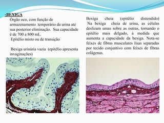-BEXIGA
  Órgão oco, com função de                     Bexiga     cheia    (epitélio   distendido)
  armazenamento temporário da urina até         Na bexiga cheia de urina, as células
  sua posterior eliminação. Sua capacidade     deslizam umas sobre as outras, tornando o
  é de 700 a 800 mL.                           epitélio mais delgado, à medida que
   Epitélio misto ou de transição              aumenta a capacidade da bexiga. Nota-se
                                               feixes de fibras musculares lisas separadas
   Bexiga urinária vazia (epitélio apresenta   por tecido conjuntivo com feixes de fibras
  invaginações)                                colágenas.
 