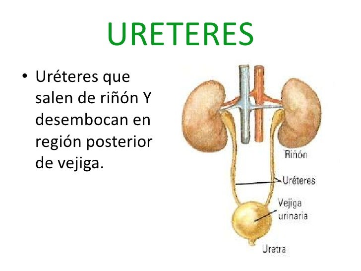 Para Que Nos Sirve El Sistema Excretor