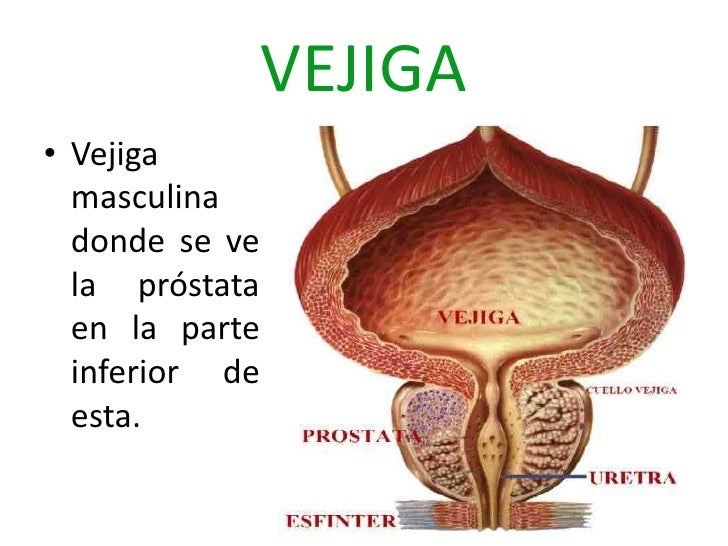 Sistema excretor