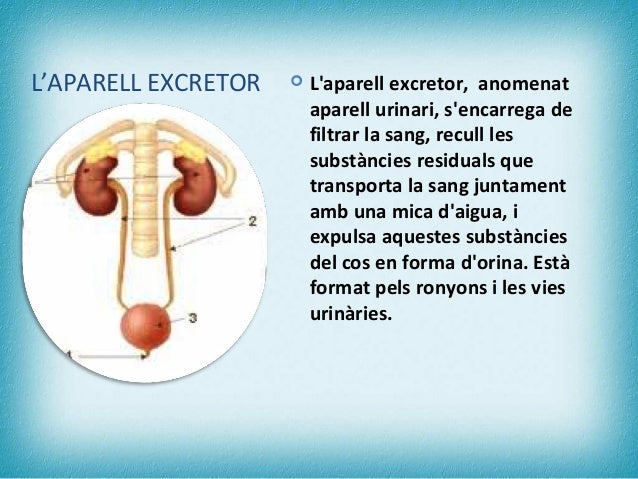 Aparell excretor