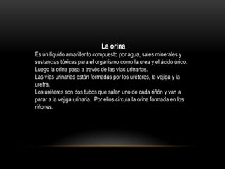 La orina
Es un líquido amarillento compuesto por agua, sales minerales y
sustancias tóxicas para el organismo como la urea y el ácido úrico.
Luego la orina pasa a través de las vías urinarias.
Las vías urinarias están formadas por los uréteres, la vejiga y la
uretra.
Los uréteres son dos tubos que salen uno de cada riñón y van a
parar a la vejiga urinaria. Por ellos circula la orina formada en los
riñones.
 