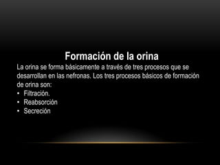 Formación de la orina
La orina se forma básicamente a través de tres procesos que se
desarrollan en las nefronas. Los tres procesos básicos de formación
de orina son:
• Filtración.
• Reabsorción
• Secreción
 