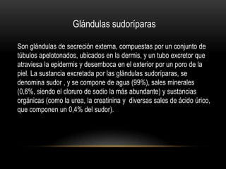 Glándulas sudoríparas
Son glándulas de secreción externa, compuestas por un conjunto de
túbulos apelotonados, ubicados en la dermis, y un tubo excretor que
atraviesa la epidermis y desemboca en el exterior por un poro de la
piel. La sustancia excretada por las glándulas sudoríparas, se
denomina sudor , y se compone de agua (99%), sales minerales
(0,6%, siendo el cloruro de sodio la más abundante) y sustancias
orgánicas (como la urea, la creatinina y diversas sales de ácido úrico,
que componen un 0,4% del sudor).
 