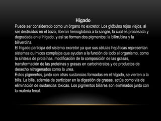 Hígado
Puede ser considerado como un órgano no excretor. Los glóbulos rojos viejos, al
ser destruidos en el bazo, liberan hemoglobina a la sangre, la cual es procesada y
degradada en el hígado, y así se forman dos pigmentos: la bilirrubina y la
biliverdina.
El hígado participa del sistema excretor ya que sus células hepáticas representan
sistemas químicos complejos que ayudan a la función de todo el organismo, como
la síntesis de proteínas, modificación de la composición de las grasas,
transformación de las proteínas y grasas en carbohidratos y de productos de
desecho nitrogenados como la urea.
Estos pigmentos, junto con otras sustancias formadas en el hígado, se vierten a la
bilis. La bilis, además de participar en la digestión de grasas, actúa como vía de
eliminación de sustancias tóxicas. Los pigmentos biliares son eliminados junto con
la materia fecal.
 