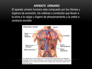 APARATO URINARIO
El aparato urinario humano esta compuesto por los riñones u
órganos de excreción, los uréteres o conductos que llevan a
la orina a la vejiga u órgano de almacenamiento y la uretra o
conducto excretor
 