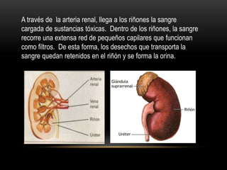 A través de la arteria renal, llega a los riñones la sangre
cargada de sustancias tóxicas. Dentro de los riñones, la sangre
recorre una extensa red de pequeños capilares que funcionan
como filtros. De esta forma, los desechos que transporta la
sangre quedan retenidos en el riñón y se forma la orina.
 