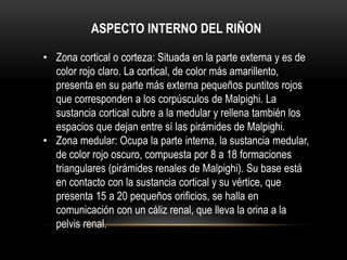 ASPECTO INTERNO DEL RIÑON
• Zona cortical o corteza: Situada en la parte externa y es de
color rojo claro. La cortical, de color más amarillento,
presenta en su parte más externa pequeños puntitos rojos
que corresponden a los corpúsculos de Malpighi. La
sustancia cortical cubre a la medular y rellena también los
espacios que dejan entre sí las pirámides de Malpighi.
• Zona medular: Ocupa la parte interna, la sustancia medular,
de color rojo oscuro, compuesta por 8 a 18 formaciones
triangulares (pirámides renales de Malpighi). Su base está
en contacto con la sustancia cortical y su vértice, que
presenta 15 a 20 pequeños orificios, se halla en
comunicación con un cáliz renal, que lleva la orina a la
pelvis renal.
 