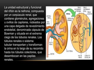 La unidad estructural y funcional
del riñón es la nefrona, compuesta
por un corpúsculo renal, que
contiene glomérulos, agregaciones
u ovillos de capilares, rodeados por
una capa delgada de revestimiento
endotelial, denominada cápsula de
Bowman y situada en el extremo
ciego de los túbulos renales. Los
túbulos renales o sistema
tubular transportan y transforman
la orina en lo largo de su recorrido
hasta los túbulos colectores, que
desembocan en las papilas
renales.
 