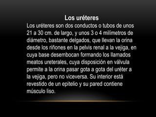 Los uréteres
Los uréteres son dos conductos o tubos de unos
21 a 30 cm. de largo, y unos 3 o 4 milímetros de
diámetro, bastante delgados, que llevan la orina
desde los riñones en la pelvis renal a la vejiga, en
cuya base desembocan formando los llamados
meatos ureterales, cuya disposición en válvula
permite a la orina pasar gota a gota del uréter a
la vejiga, pero no viceversa. Su interior está
revestido de un epitelio y su pared contiene
músculo liso.
 