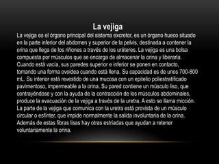 La vejiga
La vejiga es el órgano principal del sistema excretor, es un órgano hueco situado
en la parte inferior del abdomen y superior de la pelvis, destinada a contener la
orina que llega de los riñones a través de los uréteres. La vejiga es una bolsa
compuesta por músculos que se encarga de almacenar la orina y liberarla.
Cuando está vacía, sus paredes superior e inferior se ponen en contacto,
tomando una forma ovoidea cuando está llena. Su capacidad es de unos 700-800
mL. Su interior está revestido de una mucosa con un epitelio poliestratificado
pavimentoso, impermeable a la orina. Su pared contiene un músculo liso, que
contrayéndose y con la ayuda de la contracción de los músculos abdominales,
produce la evacuación de la vejiga a través de la uretra. A esto se llama micción.
La parte de la vejiga que comunica con la uretra está provista de un músculo
circular o esfínter, que impide normalmente la salida involuntaria de la orina.
Además de estas fibras lisas hay otras estriadas que ayudan a retener
voluntariamente la orina.
 