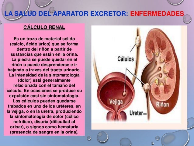 Sistema excretor