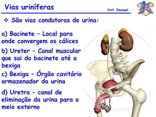 Vias uriníferas
 São vias condutoras de urina:
Prof. Emanuel
a) Bacinete – Local para
onde convergem os cálices
b) Ureter – Canal muscular
que sai do bacinete até a
bexiga
c) Bexiga – Órgão cavitário
armazenador da urina
d) Uretra – canal de
eliminação da urina para o
meio externo
 