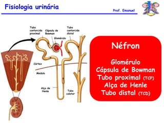Néfron
Glomérulo
Cápsula de Bowman
Tubo proximal (TCP)
Alça de Henle
Tubo distal (TCD)
Fisiologia urinária Prof. Emanuel
Córtex
Medula
Alça de
Henle
Tubo
contorcido
proximal
Cápsula de
Bowman
Glomérulo
Tubo
contorcido
distal
Tubo
coletor
 