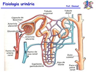 Fisiologia urinária Prof. Emanuel
 