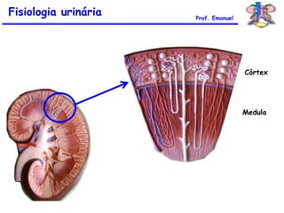 Fisiologia urinária Prof. Emanuel
Córtex
Medula
 
