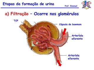 a) Filtração – Ocorre nos glomérulos
Etapas da formação de urina
Arteríola
aferente
Arteríola
eferente
Cápsula de bowmam
TCP
Prof. Emanuel
 