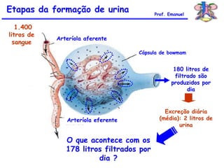 180 litros de
filtrado são
produzidos por
dia
1.400
litros de
sangue
Excreção diária
(média): 2 litros de
urina
O que acontece com os
178 litros filtrados por
dia ?
Etapas da formação de urina Prof. Emanuel
Arteríola aferente
Arteríola eferente
Cápsula de bowmam
 