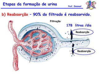 178 litros /dia
Filtração
Reabsorção
Reabsorção
Etapas da formação de urina Prof. Emanuel
b) Reabsorção – 90% do filtrado é reabsorvido.
 