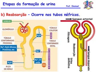 b) Reabsorção – Ocorre nos tubos néfricos.
Etapas da formação de urina Prof. Emanuel
 