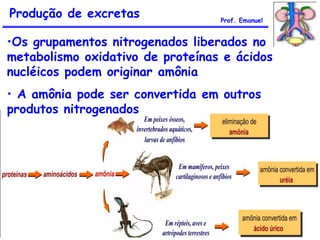 Produção de excretas Prof. Emanuel
•Os grupamentos nitrogenados liberados no
metabolismo oxidativo de proteínas e ácidos
nucléicos podem originar amônia
• A amônia pode ser convertida em outros
produtos nitrogenados
 