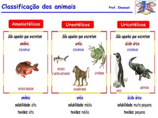 Classificação dos animais Prof. Emanuel
Amoniotélicos Ureotélicos Uricotélicos
 