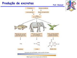 Produção de excretas Prof. Emanuel
 