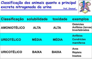 Classificação dos animais quanto a principal
excreta nitrogenada da urina
Classificação solubilidade toxidade exemplos
AMONIOTÉLICO ALTA ALTA
Osteíctes
Anfíbios (larvas)
Invertebrados
UREOTÉLICO MÉDIA MÉDIA
Anfíbios
Condríctes
mamíferos
URICOTÉLICO BAIXA BAIXA
Aves
Répteis
Insetos
Prof. Emanuel
 