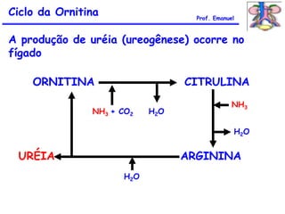A produção de uréia (ureogênese) ocorre no
fígado
ORNITINA CITRULINA
ARGININAURÉIA
NH3 + CO2 H2O
NH3
H2O
H2O
Ciclo da Ornitina Prof. Emanuel
 