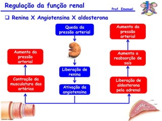 Regulação da função renal
 Renina X Angiotensina X aldosterona
Prof. Emanuel
Queda da
pressão arterial
Liberação de
renina
Ativação da
angiotensina
Contração da
musculatura das
artérias
Aumento da
pressão
arterial
Liberação de
aldosterona
pela adrenal
Aumenta a
reabsorção de
sais
Aumento da
pressão
arterial
 