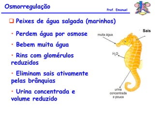 • Perdem água por osmose
• Bebem muita água
• Rins com glomérulos
reduzidos
• Eliminam sais ativamente
pelas brânquias
• Urina concentrada e
volume reduzido
 Peixes de água salgada (marinhos)
Sais
Osmorregulação Prof. Emanuel
 