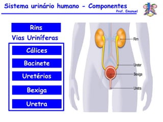 Cálices
Bacinete
Uretérios
Bexiga
Uretra
Rins
Vias Uriníferas
Sistema urinário humano - Componentes
Prof. Emanuel
 