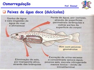  Peixes de água doce (dulcícolas)
Osmorregulação Prof. Emanuel
 