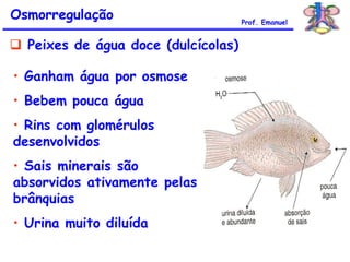  Peixes de água doce (dulcícolas)
• Ganham água por osmose
• Bebem pouca água
• Rins com glomérulos
desenvolvidos
• Sais minerais são
absorvidos ativamente pelas
brânquias
• Urina muito diluída
Osmorregulação Prof. Emanuel
 