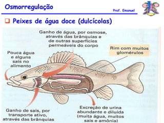  Peixes de água doce (dulcícolas)
Osmorregulação Prof. Emanuel
 