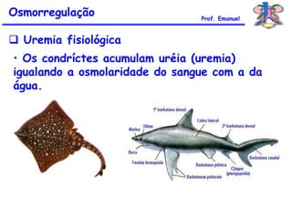  Uremia fisiológica
• Os condríctes acumulam uréia (uremia)
igualando a osmolaridade do sangue com a da
água.
Osmorregulação Prof. Emanuel
 