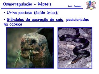 • Urina pastosa (ácido úrico);
• Glândulas de excreção de sais, posicionadas
na cabeça
Osmorregulação - Répteis Prof. Emanuel
 